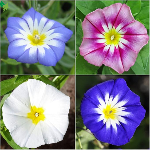 Glory Seeds for Planting Mixture Non Vining Multicolored Blooms