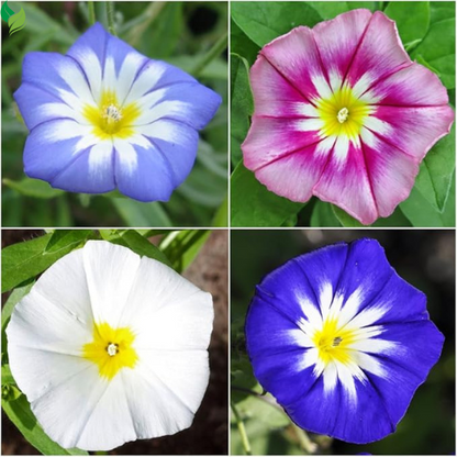 Glory Seeds for Planting Mixture Non Vining Multicolored Blooms