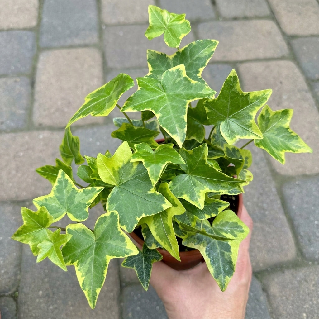 Close-up of Goldchild Ivy leaves with creamy yellow edges