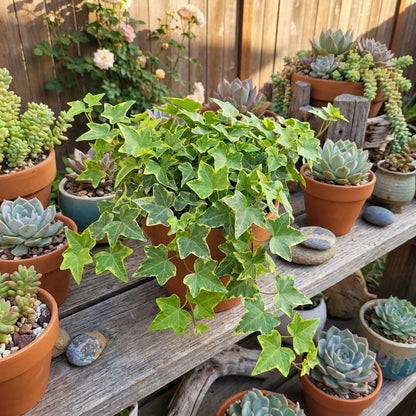 Trailing Goldchild Ivy plant for hanging baskets and indoor planters