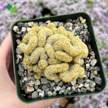 Golden Brain Cactus (4’’ Pot) – A Twisted Beauty of Nature