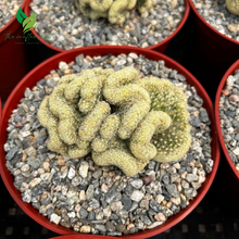 Golden Brain Cactus (4’’ Pot) – A Twisted Beauty of Nature