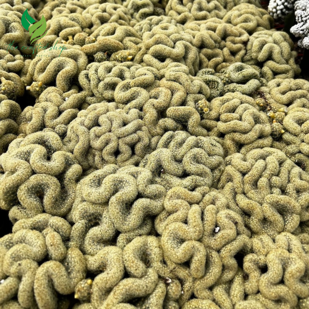 Golden Brain Cactus (4’’ Pot) – A Twisted Beauty of Nature