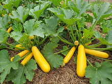 Yellow Zucchini Seeds – High Yield Summer Squash