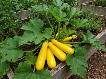 Yellow Zucchini Seeds – High Yield Summer Squash
