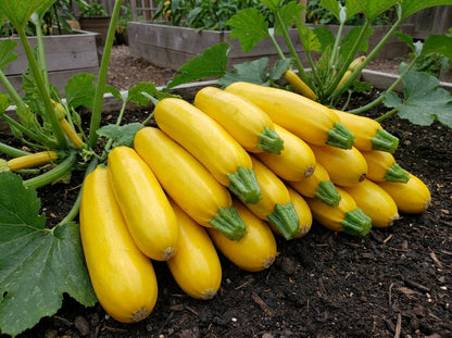 Yellow Zucchini Seeds – High Yield Summer Squash