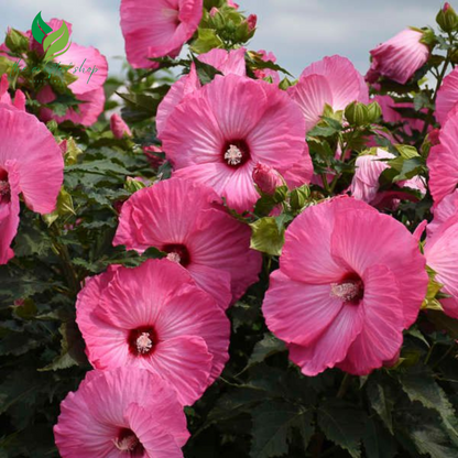Hibiscus Flower Seeds – Vibrant Tropical Blooms for Garden or Container Growing