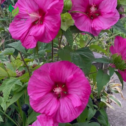 Hibiscus Flower Seeds – Vibrant Tropical Blooms for Garden or Container Growing