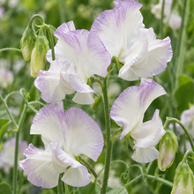 High Scent Sweet Pea flowering abundantly on a wooden garden trellis