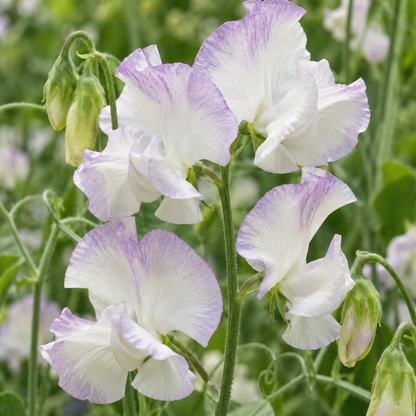 High Scent Sweet Pea flowering abundantly on a wooden garden trellis