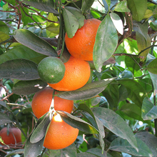 Honey Tangerine (Murcott Mandarin) Tree - 2-5 Inch Tall Live Plant