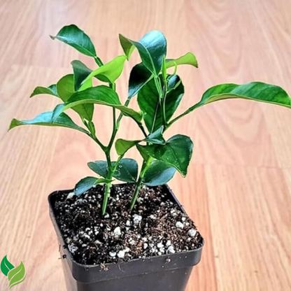 Honey Tangerine (Murcott Mandarin) Tree - 2-5 Inch Tall Live Plant