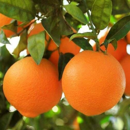 Honey Tangerine (Murcott Mandarin) Tree - 2-5 Inch Tall Live Plant