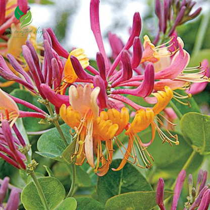 Honeysuckle Plant in 3.5 Inch Pot – Beautiful Fragrant Climbing Vine | Ideal for Garden Trellises & Fences