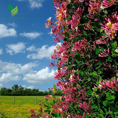 Honeysuckle Plant in 3.5 Inch Pot – Beautiful Fragrant Climbing Vine | Ideal for Garden Trellises & Fences
