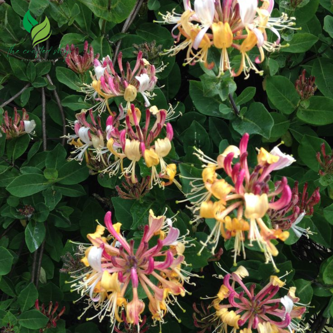 Honeysuckle Plant in 3.5 Inch Pot – Beautiful Fragrant Climbing Vine | Ideal for Garden Trellises & Fences