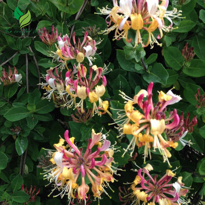 Honeysuckle Plant in 3.5 Inch Pot – Beautiful Fragrant Climbing Vine | Ideal for Garden Trellises & Fences