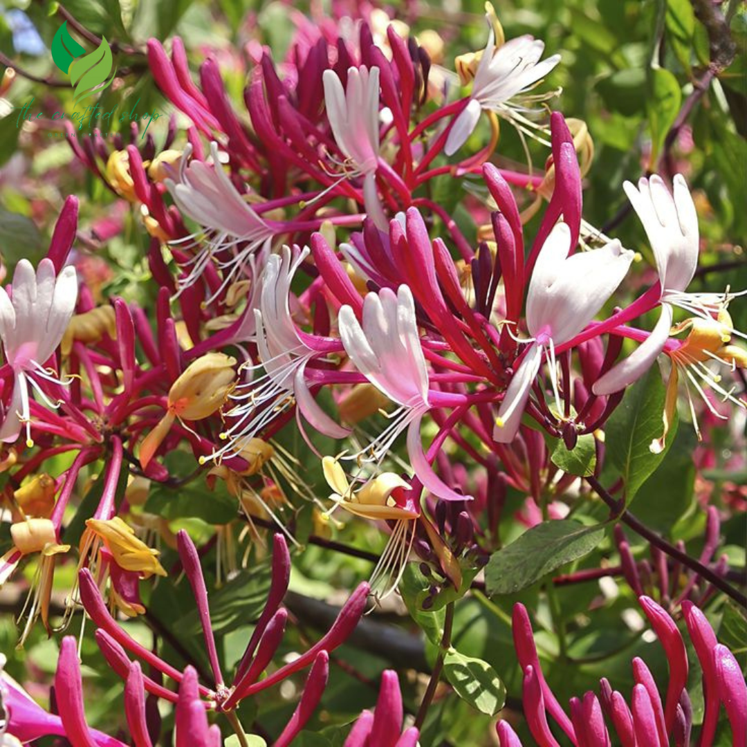 Honeysuckle Plant in 3.5 Inch Pot – Beautiful Fragrant Climbing Vine | Ideal for Garden Trellises & Fences