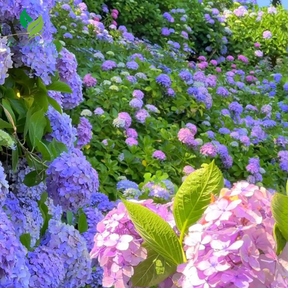 Hydrangea Flower Seeds – 100 Seeds | Stunning Blooms in Shades of Blue, Pink & White | Garden or Patio Beauty
