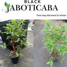 Jaboticaba Tree – Live Plant (Jabuticaba) – Exotic Tropical Fruit Tree for Home Garden or Patio