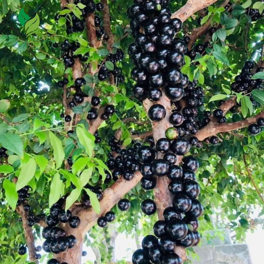Jaboticaba Tree – Live Plant (Jabuticaba) – Exotic Tropical Fruit Tree for Home Garden or Patio
