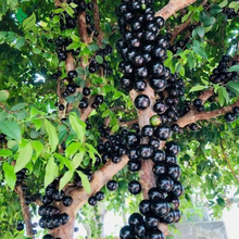 Jaboticaba Tree – Live Plant (Jabuticaba) – Exotic Tropical Fruit Tree for Home Garden or Patio