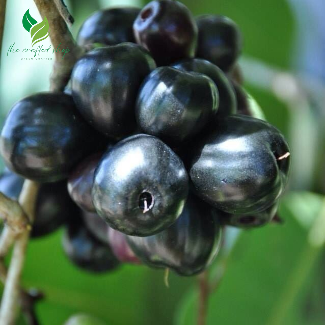 Jaboticaba Tree – Live Plant (Jabuticaba) – Exotic Tropical Fruit Tree for Home Garden or Patio