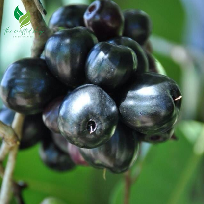 Jaboticaba Tree – Live Plant (Jabuticaba) – Exotic Tropical Fruit Tree for Home Garden or Patio