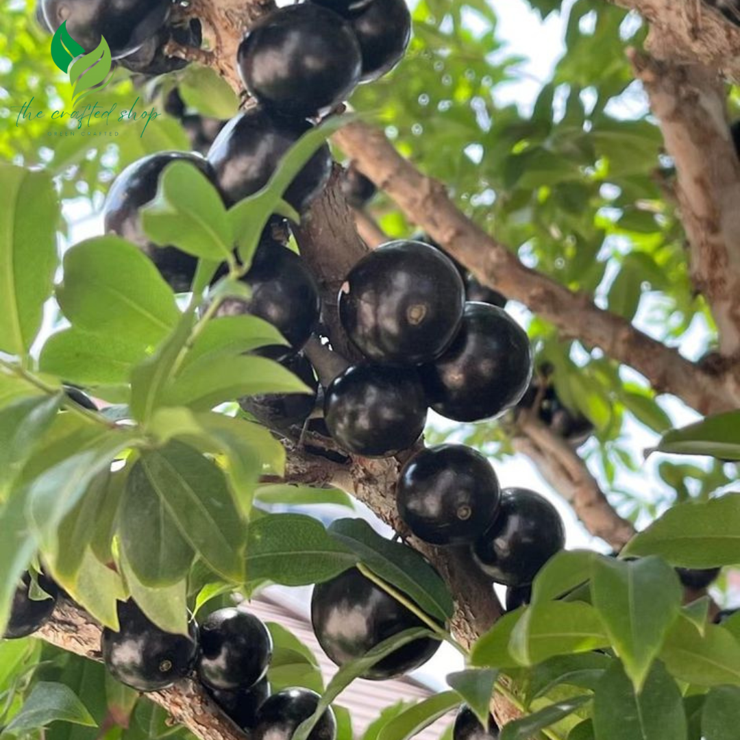 Jaboticaba Tree – Live Plant (Jabuticaba) – Exotic Tropical Fruit Tree for Home Garden or Patio