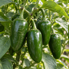 Jalapeno pepper plant loaded with green and ripe red peppers growing in a sunny garden