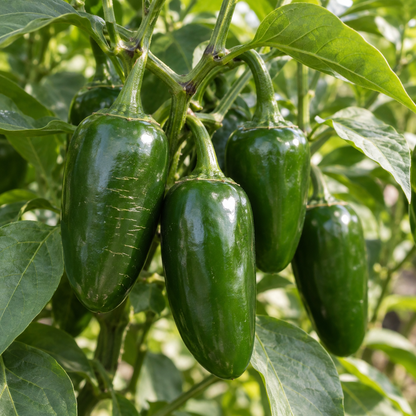 Jalapeno pepper plant loaded with green and ripe red peppers growing in a sunny garden