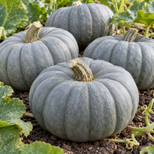 Jarrahdale pumpkins growing on healthy vines in a sunny vegetable garden