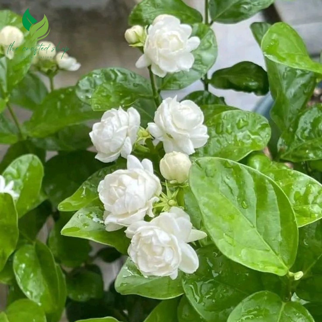 Jasmine Grand Duke of Tuscany – Live Plant with Extra-Double Fragrant Blooms | Strong Scented Garden & Indoor Plant