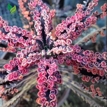 Kalanchoe Pink Butterfly – Rare Succulent