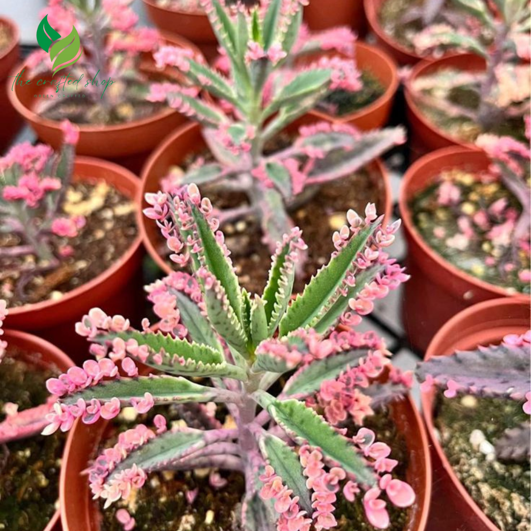 Kalanchoe Pink Butterfly – Rare Succulent – The Crafted Shop