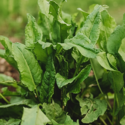 Large Leaf Sorrel Herb Seeds – Heirloom Perennial Garden Green for Fresh Salads & Cooking