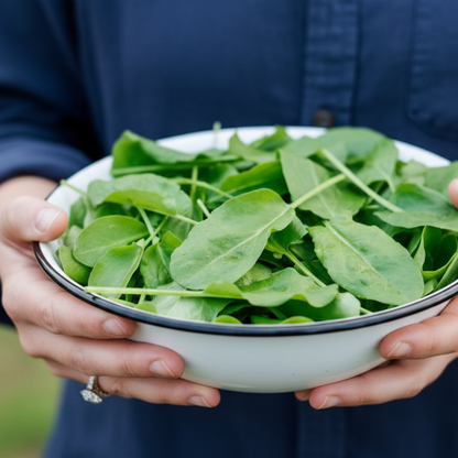 Large Leaf Sorrel Herb Seeds – Heirloom Perennial Garden Green for Fresh Salads & Cooking