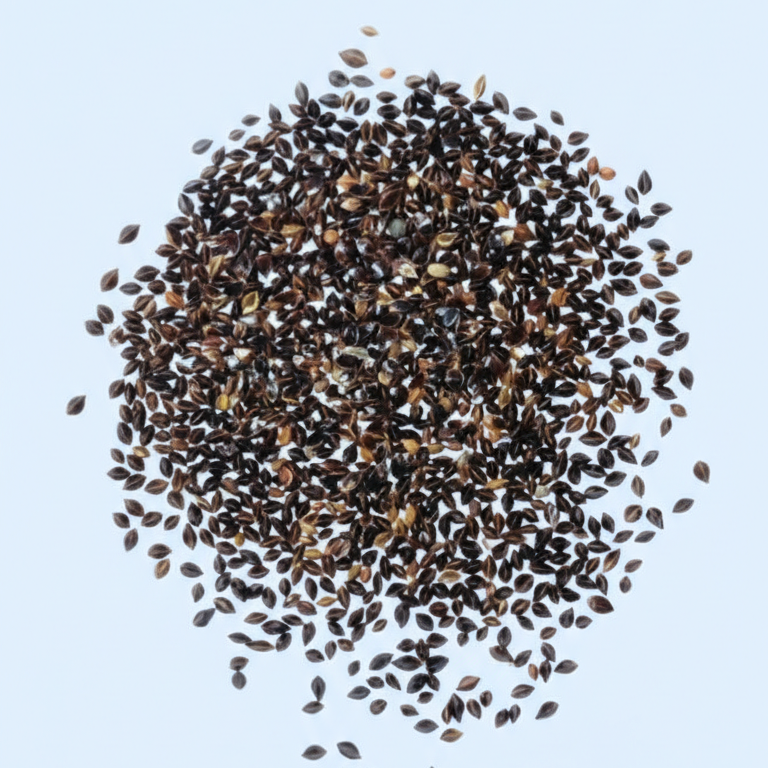 Large Leaf Sorrel Herb Seeds – Heirloom Perennial Garden Green for Fresh Salads & Cooking