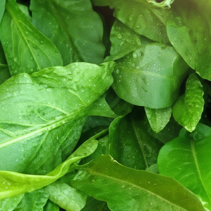 Large Leaf Sorrel Herb Seeds – Heirloom Perennial Garden Green for Fresh Salads & Cooking
