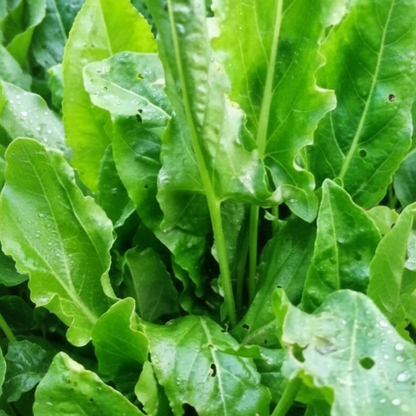 Large Leaf Sorrel Herb Seeds – Heirloom Perennial Garden Green for Fresh Salads & Cooking