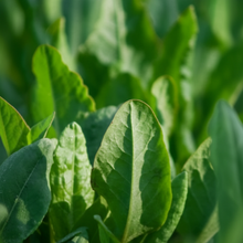 Large Leaf Sorrel Herb Seeds – Heirloom Perennial Garden Green for Fresh Salads & Cooking