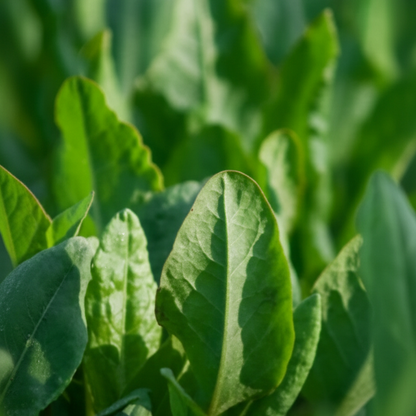 Large Leaf Sorrel Herb Seeds – Heirloom Perennial Garden Green for Fresh Salads & Cooking