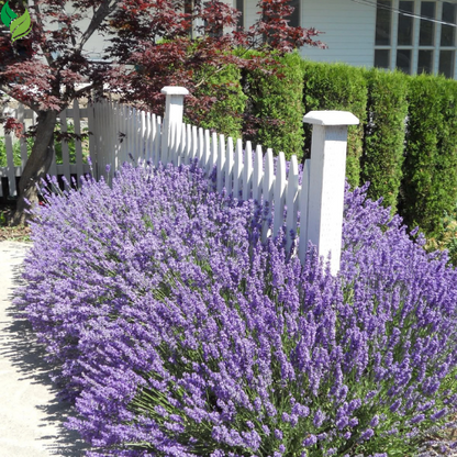 Lavender Seeds – Perennial, Non-GMO, Easy to Grow for Outdoor Herb Gardens