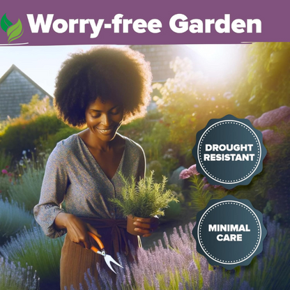 Lavender Seeds – Perennial, Non-GMO, Easy to Grow for Outdoor Herb Gardens