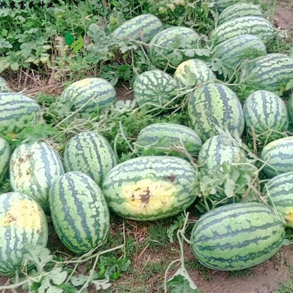 Lazy Watermelon Seeds
