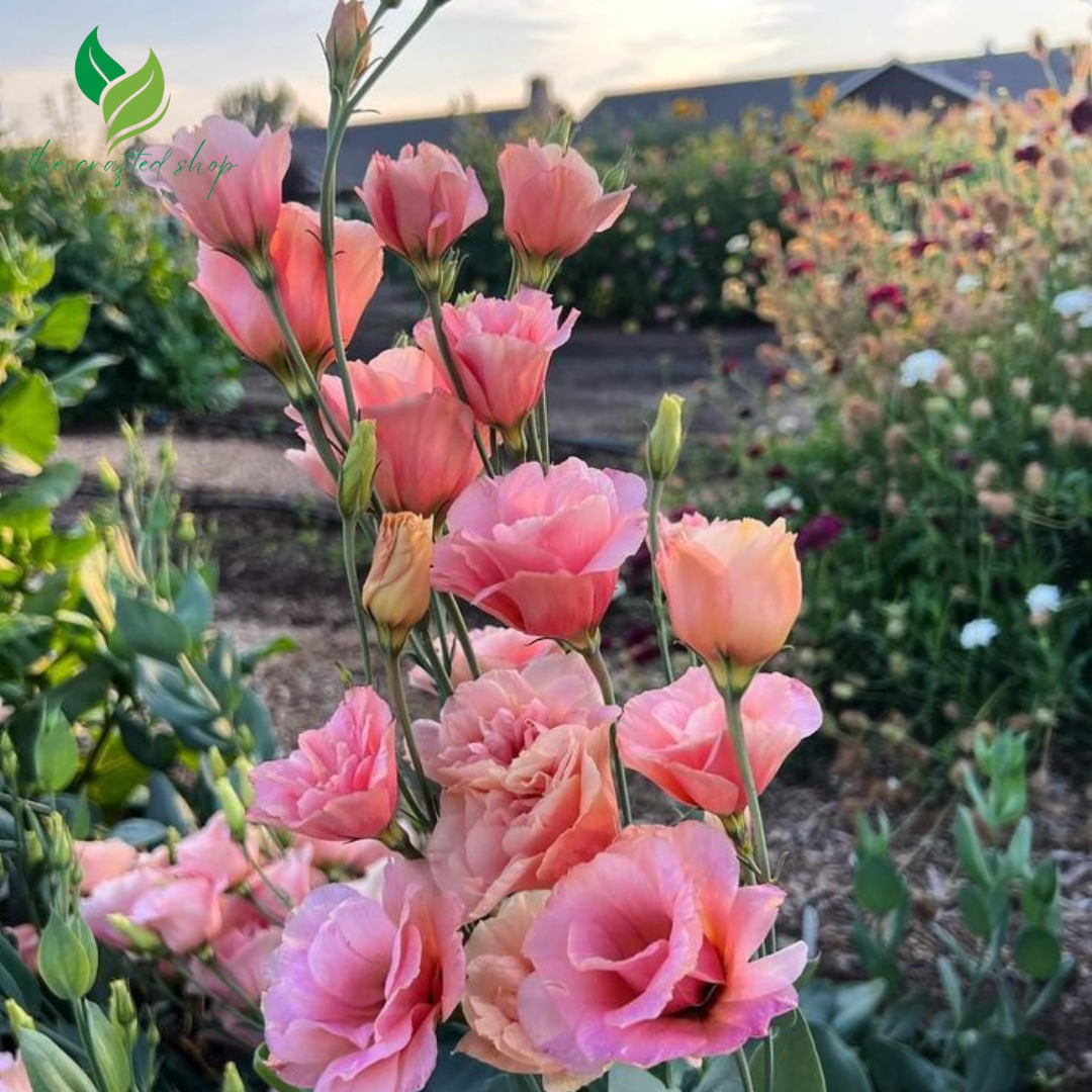 Lisianthus Grandiflorum Seeds – Grow Elegant Thornless Roses in Your Garden