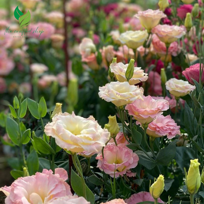 Lisianthus Grandiflorum Seeds – Grow Elegant Thornless Roses in Your Garden