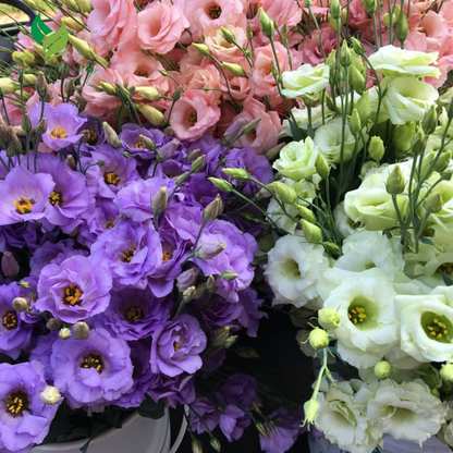 Lisianthus Grandiflorum Seeds – Grow Elegant Thornless Roses in Your Garden