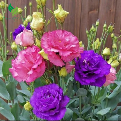 Lisianthus Grandiflorum Seeds – Grow Elegant Thornless Roses in Your Garden