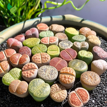Lithops Large Random Mix Live Succulent, 10 Pcs Succulent Live Plant, Bare Root Without Pot & Soil